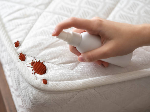 Trusted East Sonora, CA Pest Control Experts