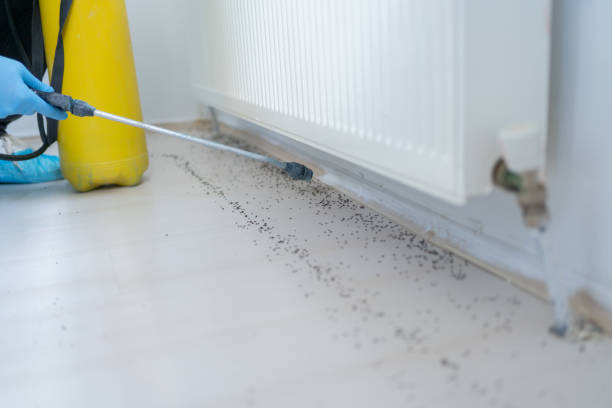 Trusted East Sonora, CA Pest Control Experts