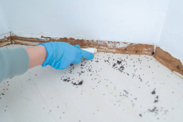Best Best Pest Control Companies  in East Sonora, CA